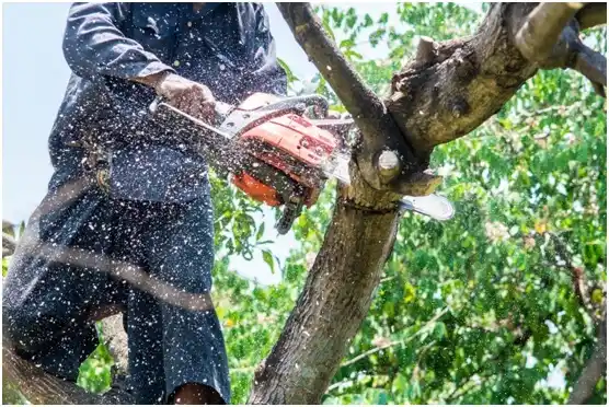 tree services Greeneville